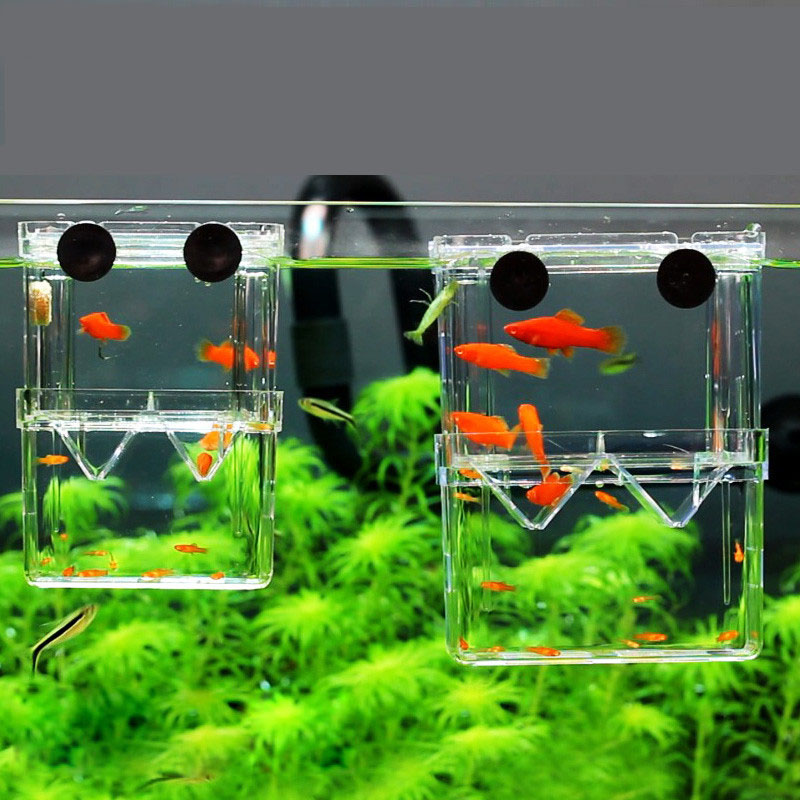 Betta Fish Tank - 孔雀魚繁殖隔離ボックス水槽水族館ブリーダーボックス二重穴ベタ魚孵化インキュベーター